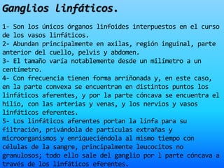 Ganglios linfáticos.
1- Son los únicos órganos linfoides interpuestos en el curso
de los vasos linfáticos.
2- Abundan principalmente en axilas, región inguinal, parte
anterior del cuello, pelvis y abdomen.
3- El tamaño varía notablemente desde un milímetro a un
centímetro.
4- Con frecuencia tienen forma arriñonada y, en este caso,
en la parte convexa se encuentran en distintos puntos los
linfáticos aferentes, y por la parte cóncava se encuentra el
hilio, con las arterias y venas, y los nervios y vasos
linfáticos eferentes.
5- Los linfáticos aferentes portan la linfa para su
filtración, privándola de partículas extrañas y
microorganismos y enriqueciéndola al mismo tiempo con
células de la sangre, principalmente leucocitos no
granulosos; todo ello sale del ganglio por l parte cóncava a
través de los linfáticos eferentes.
 