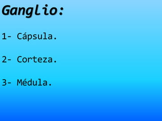 Ganglio:
1- Cápsula.
2- Corteza.
3- Médula.
 