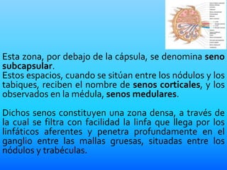 Esta zona, por debajo de la cápsula, se denomina seno
subcapsular.
Estos espacios, cuando se sitúan entre los nódulos y los
tabiques, reciben el nombre de senos corticales, y los
observados en la médula, senos medulares.
Dichos senos constituyen una zona densa, a través de
la cual se filtra con facilidad la linfa que llega por los
linfáticos aferentes y penetra profundamente en el
ganglio entre las mallas gruesas, situadas entre los
nódulos y trabéculas.
 