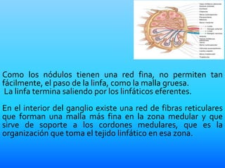 Como los nódulos tienen una red fina, no permiten tan
fácilmente, el paso de la linfa, como la malla gruesa.
La linfa termina saliendo por los linfáticos eferentes.
En el interior del ganglio existe una red de fibras reticulares
que forman una malla más fina en la zona medular y que
sirve de soporte a los cordones medulares, que es la
organización que toma el tejido linfático en esa zona.
 