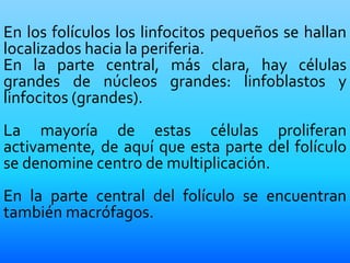 En los folículos los linfocitos pequeños se hallan
localizados hacia la periferia.
En la parte central, más clara, hay células
grandes de núcleos grandes: linfoblastos y
linfocitos (grandes).
La mayoría de estas células proliferan
activamente, de aquí que esta parte del folículo
se denomine centro de multiplicación.
En la parte central del folículo se encuentran
también macrófagos.
 