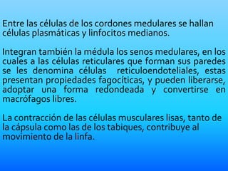 Entre las células de los cordones medulares se hallan
células plasmáticas y linfocitos medianos.
Integran también la médula los senos medulares, en los
cuales a las células reticulares que forman sus paredes
se les denomina células reticuloendoteliales, estas
presentan propiedades fagocíticas, y pueden liberarse,
adoptar una forma redondeada y convertirse en
macrófagos libres.
La contracción de las células musculares lisas, tanto de
la cápsula como las de los tabiques, contribuye al
movimiento de la linfa.
 