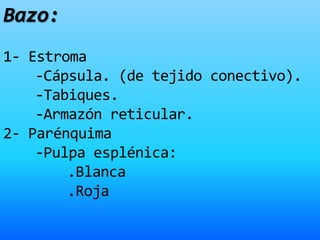 Bazo:
1- Estroma
-Cápsula. (de tejido conectivo).
-Tabiques.
-Armazón reticular.
2- Parénquima
-Pulpa esplénica:
.Blanca
.Roja
 