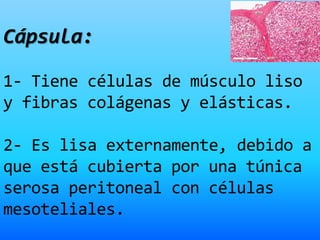 Cápsula:
1- Tiene células de músculo liso
y fibras colágenas y elásticas.
2- Es lisa externamente, debido a
que está cubierta por una túnica
serosa peritoneal con células
mesoteliales.
 