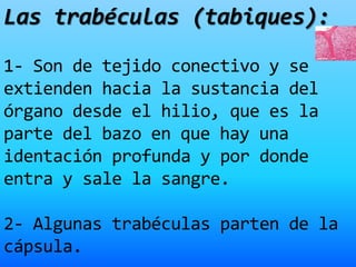 Las trabéculas (tabiques):
1- Son de tejido conectivo y se
extienden hacia la sustancia del
órgano desde el hilio, que es la
parte del bazo en que hay una
identación profunda y por donde
entra y sale la sangre.
2- Algunas trabéculas parten de la
cápsula.
 