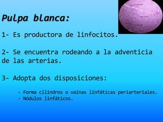 Pulpa blanca:
1- Es productora de linfocitos.
2- Se encuentra rodeando a la adventicia
de las arterias.
3- Adopta dos disposiciones:
- Forma cilindros o vainas linfáticas periarteriales.
- Nódulos linfáticos.
 