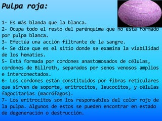 Pulpa roja:
1- Es más blanda que la blanca.
2- Ocupa todo el resto del parénquima que no está formado
por pulpa blanca.
3- Efectúa una acción filtrante de la sangre.
4- Se dice que es el sitio donde se examina la viabilidad
de los hematíes.
5- Está formada por cordones anastomosados de células,
cordones de Billroth, separados por senos venosos amplios
e interconectados.
6- Los cordones están constituidos por fibras reticulares
que sirven de soporte, eritrocitos, leucocitos, y células
fagocitarias (macrófagos).
7- Los eritrocitos son los responsables del color rojo de
la pulpa. Algunos de estos se pueden encontrar en estado
de degeneración o destrucción.
 