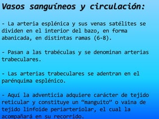 Vasos sanguíneos y circulación:
- La arteria esplénica y sus venas satélites se
dividen en el interior del bazo, en forma
abanicada, en distintas ramas (6-8).
- Pasan a las trabéculas y se denominan arterias
trabeculares.
- Las arterias trabeculares se adentran en el
parénquima esplénico.
- Aquí la adventicia adquiere carácter de tejido
reticular y constituye un “manguito” o vaina de
tejido linfoide periarteriolar, el cual la
acompañará en su recorrido.
 