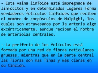 - Esta vaina linfoide está impregnada de
linfocitos y en determinados lugares forma
verdaderos folículos linfoides que reciben
el nombre de corpúsculos de Malpighi, los
cuales son atravesados por la arteria algo
excéntricamente, aunque reciben el nombre
de arteriolas centrales.
- La periferia de los folículos está
formada por una red de fibras reticulares
gruesas, mientras que en la parte central
las fibras son más finas y más claras en
su tinción.
 