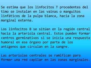 Se estima que los linfocitos T procedentes del
timo se instalan en las vainas o manguitos
linfáticos de la pulpa blanca, hacia la zona
marginal externa.
Los linfocitos B se sitúan en la región central
hacia la arteriola central. Estos pueden formar
centros germinativos si se inicia una respuesta
humoral en ese órgano por parte de los
antígenos que circulan en la sangre.
Las arteriolas centrales se ramifican para
formar una red capilar en las zonas marginales.
 