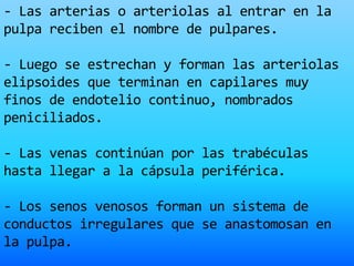 - Las arterias o arteriolas al entrar en la
pulpa reciben el nombre de pulpares.
- Luego se estrechan y forman las arteriolas
elipsoides que terminan en capilares muy
finos de endotelio continuo, nombrados
peniciliados.
- Las venas continúan por las trabéculas
hasta llegar a la cápsula periférica.
- Los senos venosos forman un sistema de
conductos irregulares que se anastomosan en
la pulpa.
 