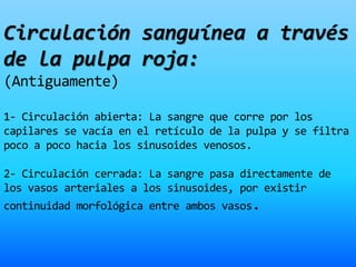 Circulación sanguínea a través
de la pulpa roja:
(Antiguamente)
1- Circulación abierta: La sangre que corre por los
capilares se vacía en el retículo de la pulpa y se filtra
poco a poco hacia los sinusoides venosos.
2- Circulación cerrada: La sangre pasa directamente de
los vasos arteriales a los sinusoides, por existir
continuidad morfológica entre ambos vasos.
 