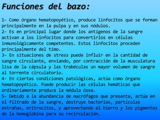 Funciones del bazo:
1- Como órgano hematopoyético, produce linfocitos que se forman
principalmente en la pulpa y en sus nódulos.
2- Es en principal lugar donde los antígenos de la sangre
activan a los linfocitos para convertirlos en células
inmunológicamente competentes. Estos linfocitos proceden
principalmente del timo.
3- En situaciones de stress puede influir en la cantidad de
sangre circulante, enviando, por contracción de la musculatura
lisa de la cápsula y las trabéculas un mayor volumen de sangre
al torrente circulatorio.
4- En ciertas condiciones patológicas, actúa como órgano
hematopoyético. Puede producir las células hemáticas que
ordinariamente produce la médula ósea.
5- Debido a la abundancia de macrófagos que presenta, actúa en
el filtrado de la sangre, destruye bacterias, partículas
extrañas, eritrocitos, y aprovechando el hierro y los pigmentos
de la hemoglobina para su recirculación.
 
