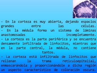 - En la corteza es muy abierta, dejando espacios
grandes entre las células.
- En la médula forma un sistema de láminas
anastomosadas incompletamente.
- La corteza es la parte periférica y se encuentra
densamente infiltrada de linfocitos, mientras que
en la parte central, la médula, no contiene
tantos.
- La corteza está infiltrada de linfocitos que
rellenan la trama reticuloepitelial,
enmascarándola y proporcionándole a dicha región
un aspecto característico de coloración oscura.
 