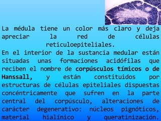 La médula tiene un color más claro y deja
apreciar la red de células
reticuloepiteliales.
En el interior de la sustancia medular están
situadas unas formaciones acidófilas que
reciben el nombre de corpúsculos tímicos o de
Hanssall, y están constituidos por
estructuras de células epiteliales dispuestas
concéntricamente que sufren en la parte
central del corpúsculo, alteraciones de
carácter degenerativo: núcleos pignóticos,
material hialínico y queratinización.
 