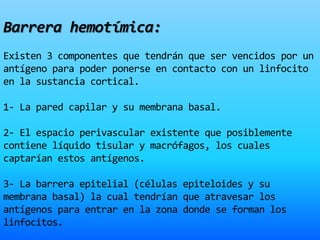 Barrera hemotímica:
Existen 3 componentes que tendrán que ser vencidos por un
antígeno para poder ponerse en contacto con un linfocito
en la sustancia cortical.
1- La pared capilar y su membrana basal.
2- El espacio perivascular existente que posiblemente
contiene líquido tisular y macrófagos, los cuales
captarían estos antígenos.
3- La barrera epitelial (células epiteloides y su
membrana basal) la cual tendrían que atravesar los
antígenos para entrar en la zona donde se forman los
linfocitos.
 