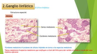 El filtro linfático
Estructura espacial:
Médula
Senos medulares
Cordones medulares
*Senos medulares espacios medulares que confluyen a nivel del hilio para dar salida a la linfa a través del vaso
linfático eferente
*Cordones medulares cordones de células linfoides en torno a los espacios medulares
2.Ganglio linfático
 