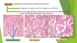 Pulpa roja Zona eosinófila (gran cantidad de eritrocitos)
Se dispone en forma de: cordones esplénicos o de Billroth
Es el único lugar donde los eritrocitos están fuera de vasos sanguíneos, en el
interior de espacios denominados senos esplénicos
Cordones esplénicos Seno esplénico Seno esplénico
 