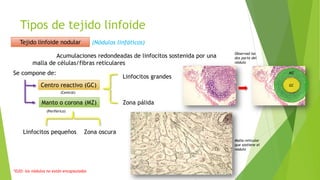 Tipos de tejido linfoide
Tejido linfoide nodular
Acumulaciones redondeadas de linfocitos sostenida por una
malla de células/fibras reticulares
*OJO: los nódulos no están encapsulados
Se compone de:
Centro reactivo (GC)
Manto o corona (MZ)
Linfocitos grandes
Zona pálida
Linfocitos pequeños Zona oscura
(Central)
(Periférico)
(Nódulos linfáticos)
Malla reticular
que sostiene el
nódulo
Observad las
dos parte del
nódulo
GC
MZ
 