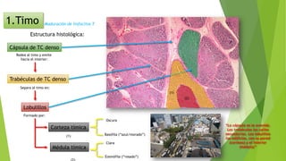 Estructura histológica:
Cápsula de TC denso
Trabéculas de TC denso
Lobulillos
Corteza tímica
Médula tímica
Rodea al timo y emite
hacia el interior:
Separa al timo en:
Formado por:
Oscura
Basófila (“azul/morado”)
Eosinófila (“rosado”)
Clara
(1)
(2)
(1)
“La cápsula es la avenida.
Las trabéculas las calles
secundarias. Los lobulillos
los edificios, con su pared
(corteza) y el interior
(médula)”
Maduración de linfocitos T1.Timo
 
