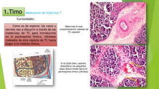 Curiosidades:
Maduración de linfocitos T
Como es de esperar, los vasos y
nervios van a discurrir a través de las
trabéculas de TC para introducirse
en el parénquima tímico, viéndose
rodeados de esta cápsula de TC hasta
llegar a la médula tímica.
Observad el vaso
completamente rodeado de
TC capsular
Si os fijáis bien, podréis
dislumbrar los pequeños
vasos discurriendo hacia el
parénquima tímico (flechas)
1.Timo
 