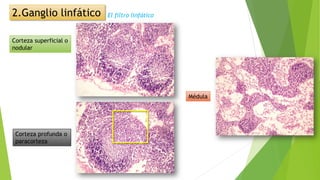 Corteza superficial o
nodular
Médula
Corteza profunda o
paracorteza
El filtro linfático2.Ganglio linfático
 