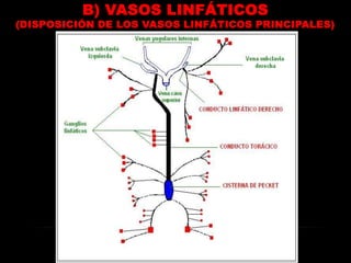 Tejido conectivo con numerosos linfocitos.FUNCIONES:DRENAJE DEL LIQUIDO INTERSTICIAL.