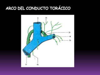  Se encuentran en número de 18 a 202 grupo inferiores: medial y lateral4 GRUPOSGrupo SuperolateralGrupo SUperomedial