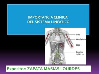 GANGLIOS INGUINALES PROFUNDOS Se ubica debajo del cayado de la vena safena interna y sobre la vena femoral común.