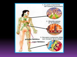  Recibe eferentes de los vasos profundos del miembro inferior, así como de ganglios superficiales y de los colectores del glande y el clítoris