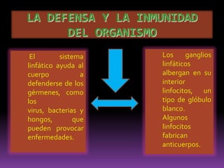  Sus eferentes drenan en los ganglios iliacos externosGanglios Inguinales Profundos