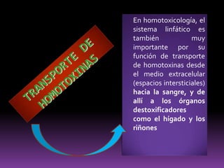 LINFÁTICOS DE LA CABEZA Y DEL CUELLOAnillo Ganglionar PericraneocervicalDisposición de los ganglios linfáticos en la parte superior del cuello