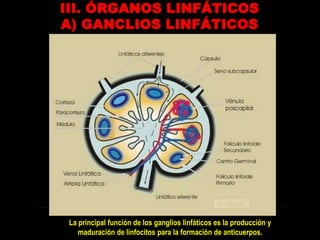 I. LINFALa linfa consiste básicamente en liquido intersticial y proteínas excedentes que drenan de la mayor parte del cuerpo.Se le puede considerar una mezcla de filtrado capilar y liquido intersticial.Componentes:90% de agua.