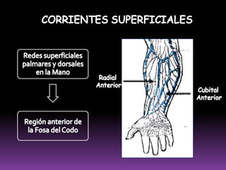 La formación de la linfa es continuo en aquellos órganos con actividad constante.