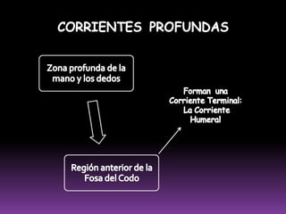 La gran mayoría de los tejidos están en contacto con la linfa, a excepción del SNC, córnea, cristalino, tejidos epiteliales, cartílago y capas internas de la pared arterial.II. VASOS LINFATICOS A) CAPILARES LINFÁTICOSVasos microscópicos, formados por una capa simple de celular endoteliales.Se diferencian porque comienzan en los tejidos, tienen un extremo ciego y sus paredes son mucho mas permeables.Los capilares linfáticos que están en estrecho contacto con las vellosidades intestinales se denominan quilíferos.