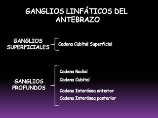 B) vasos LINFÁTICOSLa unión de múltiples capilares linfáticos da origen a estructuras de mayor diámetro, los vasos linfáticos, los de gran calibre (de hasta 0.2 a 0.5 mm). Su estructura es muy similar a las venas incluso presentan 3 capas:Túnica íntima		: Fibra elástica de endotelio.