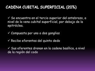 Túnica media		: 2 o 3 capas de músculo liso
