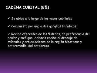 B) vasos LINFÁTICOS (disposición de los vasos linfáticos principales)