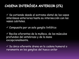 FOLÍCULOS LINFOIDES Presentes en los órganos linfoides.