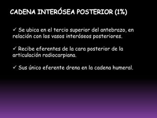 No tienen capsula de tejido conectivo propia que los limite, de modo que se considera como una forma de tejido linfático no encapsulado. 