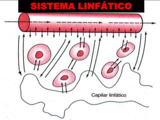 Zapata Masias Lourdes.DOCENTE:  Dr. DELGADO Pedro