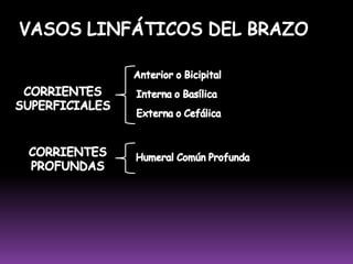 Cuando se observan al microscopio con poca amplificación, tienen aspecto de masas redondeadas que se tiñen de color oscuro. 