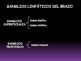Equivalen a los folículos linfoides presentes en los ganglios linfáticos.III. ÓRGANOS LINFÁTICOS Los órganos linfoides se pueden clasificar en: Órganos linfoides primarios o centrales: Es donde se produce la diferenciación de linfocitos (linfopoyesis) T y B. La de linfocitos B ocurre en hígado fetal y médula ósea. La de linfocitos T sucede en el timo.