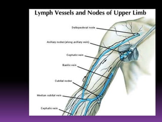 ANATOMÍA DEL SISTEMA LINFÁTICOEXPOSITOR: ZAMORA CHAVEZ ANDERSON OMAR