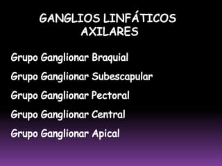 VASOS Y GANGLIOS LINFÁTICOS DEL MIEMBRO SUPERIORVASOS  LINFÁTICOS  SUPERFICIALESRED LINFÁTICASUPERFICIALGANGLIOS  LINFÁTICOS  SUPERFICIALES(Debajo de la Piel)VASOS  LINFÁTICOS  PROFUNDOSRED LINFÁTICAPROFUNDAGANGLIOS  LINFÁTICOS  PROFUNDOS(Junto a venas y arterias)