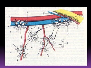 LINFÁTICOS DE LA MANO Forman una red muy densa en la cara     palmar La mayoría van hacia los colectores de la                  cara dorsal.REDSUPERFICIALREDPROFUNDA Acompañan a los vasos metacarpianos y a los arcos palmaresVASOS LINFÁTICOS DE LA MANO