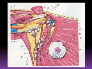 VASOS LINFÁTICOS DEL ANTEBRAZORadial AnteriorAnterioresCubital AnteriorCORRIENTESSUPERFICIALESRadial PosteriorPosterioresCubital PosteriorExterna o RadialCORRIENTESPROFUNDASInterna o CubitalAnterioresInterósea anteriorInterósea posteriorPosteriores
