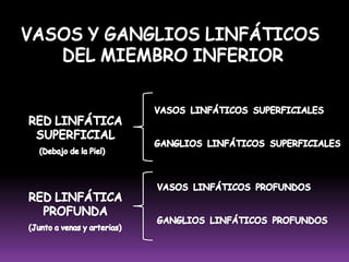 CORRIENTES SUPERFICIALESRadial AnteriorCubital Anterior