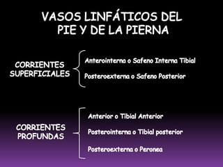 CORRIENTES  PROFUNDASForman  una Corriente Terminal: La Corriente Humeral