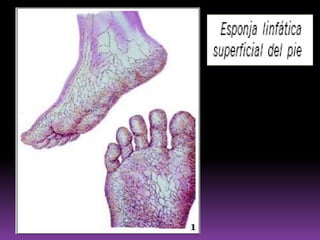 GANGLIOS LINFÁTICOS DEL ANTEBRAZOGANGLIOSSUPERFICIALESCadena Cubital SuperficialCadena RadialCadena CubitalGANGLIOSPROFUNDOSCadena Interósea anteriorCadena Interósea posterior